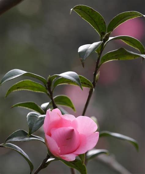 茶花 風水|茶花的寓意与象征风水（探索茶花的深层内涵）